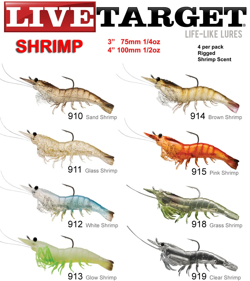 Live Target Shrimp 3 Live Target Shrimp