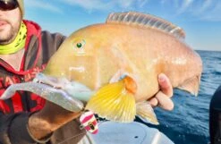 Zman Swimmerz 6 23 Zman Swimmerz 6 -Fishing Equip Store IMG 3238 2dbfe4a0 61b5 4c8a aed8 d10cb65cd1b0