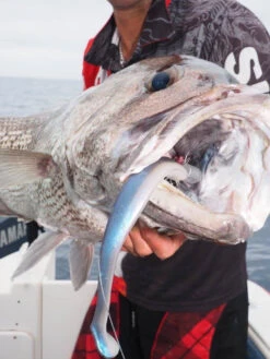 Zman Mag Swimz 8 -Fishing Equip Store IMG 8093