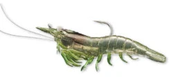 Live Target Shrimp 13 Live Target Shrimp -Fishing Equip Store LiveTarget5