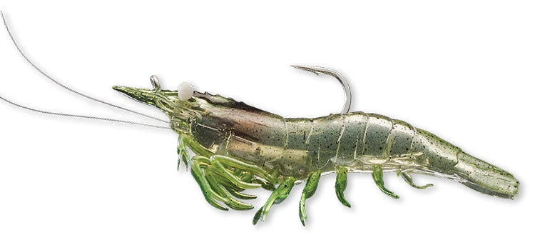 Live Target Shrimp 8 Live Target Shrimp - Image 6