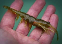 Pro Lure Clone Prawn 62mm -Fishing Equip Store ProlureClonePrawnTacklewest 613b693b 7b9a 43d4 95ea 1978afb92bb1