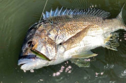 Pro Lure SK62S 7 Pro Lure SK62S -Fishing Equip Store ProlureSK62PencilTacklewest