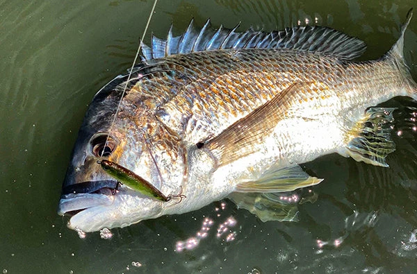 Pro Lure SK62S 5 Pro Lure SK62S - Image 3