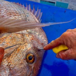 Ikipik Fish Spike -Fishing Equip Store ScreenShot2020 06 22at4.17.57pm