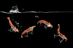 Berkley Shimma Shrimp -Fishing Equip Store ShimmaShrimptacklewest