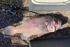 Vexed Dhu Head -Fishing Equip Store Vexed Dhu bomb Tackle West a8ea6b21 6674 49c8 972f 610e27ffab5d